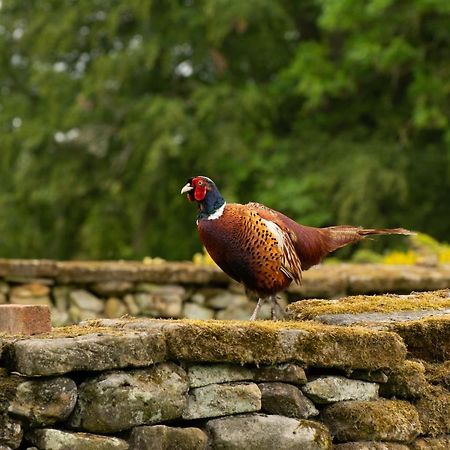 Rawcliffe House Farm Villa Pickering Dış mekan fotoğraf